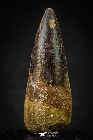 20632 - Well Preserved 2.13 Inch Spinosaurus Dinosaur Tooth Cretaceous