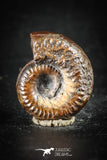 88426 - Superb Pyritized 0.55 Inch Unidentified Ammonite Lower Cretaceous