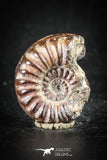 88427 - Superb Pyritized 0.59 Inch Unidentified Ammonite Lower Cretaceous