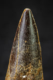 20632 - Well Preserved 2.13 Inch Spinosaurus Dinosaur Tooth Cretaceous
