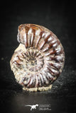 88427 - Superb Pyritized 0.59 Inch Unidentified Ammonite Lower Cretaceous
