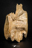 06871 - Top Beautiful 3.03 Inch Enchodus libycus Vertebra Bone Late Cretaceous