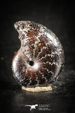 88428 - Superb Pyritized 0.63 Inch Phylloceras Lower Cretaceous Ammonites