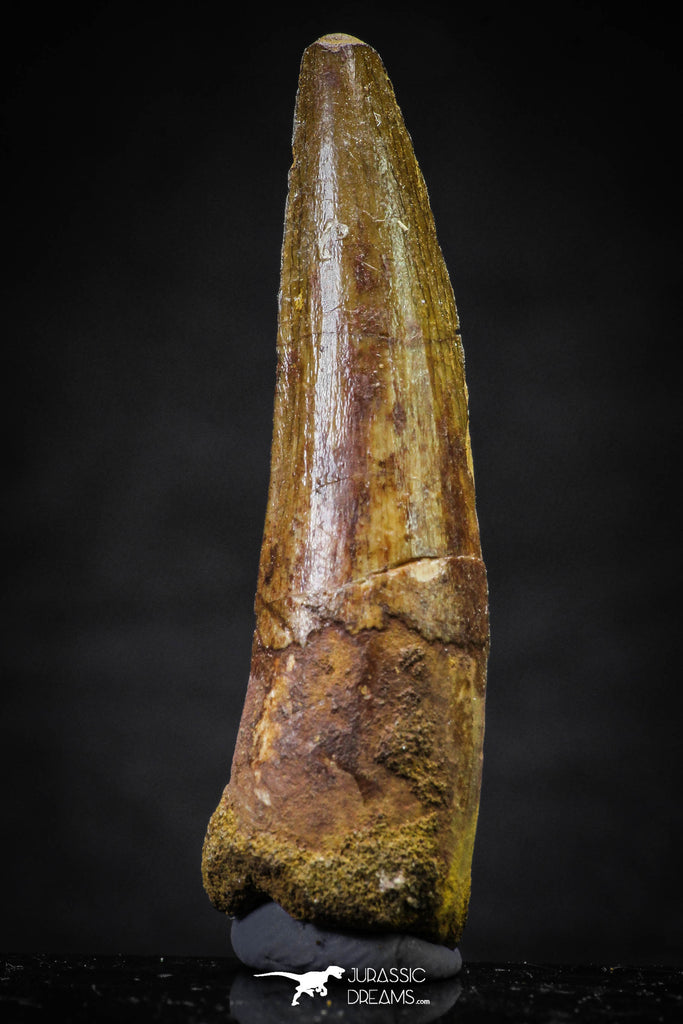 20633 - Well Preserved 2.07 Inch Spinosaurus Dinosaur Tooth Cretaceous