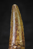 20633 - Well Preserved 2.07 Inch Spinosaurus Dinosaur Tooth Cretaceous