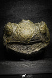 22064 - Nice Rolled 2.24 Inch Drotops armatus Middle Devonian Trilobite