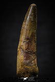 20633 - Well Preserved 2.07 Inch Spinosaurus Dinosaur Tooth Cretaceous