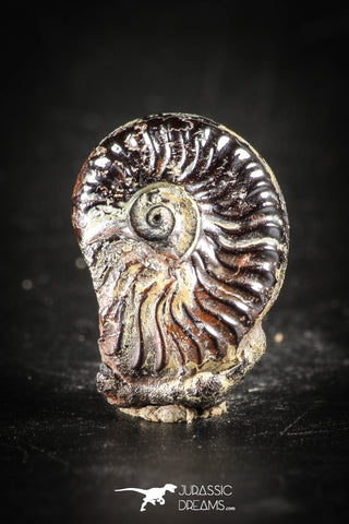88430 - Superb Pyritized 0.67 Inch Unidentified Ammonite Lower Cretaceous