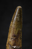 20633 - Well Preserved 2.07 Inch Spinosaurus Dinosaur Tooth Cretaceous
