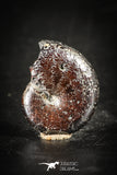 88431 - Superb Pyritized 0.66 Inch Phylloceras Lower Cretaceous Ammonites