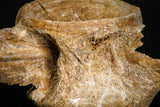 06871 - Top Beautiful 3.03 Inch Enchodus libycus Vertebra Bone Late Cretaceous