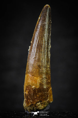 20634 - Well Preserved 2.11 Inch Spinosaurus Dinosaur Tooth Cretaceous