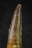 20634 - Well Preserved 2.11 Inch Spinosaurus Dinosaur Tooth Cretaceous