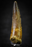 20634 - Well Preserved 2.11 Inch Spinosaurus Dinosaur Tooth Cretaceous