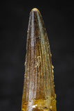 20634 - Well Preserved 2.11 Inch Spinosaurus Dinosaur Tooth Cretaceous