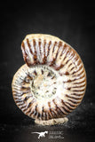 88433 - Superb Pyritized 0.74 Inch Unidentified Ammonite Lower Cretaceous