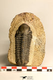 30710 - Top Beautiful 3.22 Inch Reedops sp Lower Devonian Trilobite