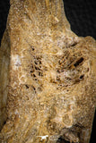 06872 - Beautiful Collection of 2 Enchodus libycus Vertebrae Bones Late Cretaceous