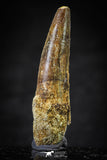 20635 - Well Preserved 2.11 Inch Spinosaurus Dinosaur Tooth Cretaceous