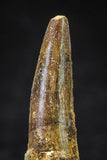 20635 - Well Preserved 2.11 Inch Spinosaurus Dinosaur Tooth Cretaceous