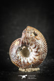 88434 - Superb Pyritized 0.63 Inch Olcostephanus Ammonite Lower Cretaceous
