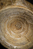 06872 - Beautiful Collection of 2 Enchodus libycus Vertebrae Bones Late Cretaceous