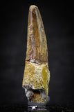 20635 - Well Preserved 2.11 Inch Spinosaurus Dinosaur Tooth Cretaceous