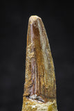 20635 - Well Preserved 2.11 Inch Spinosaurus Dinosaur Tooth Cretaceous