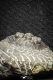 22065 - Top Quality 1.37 Inch Scabriscutellum sp Middle Devonian Trilobite