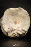 06873 - Top Huge 2.41 Inch Otodus obliquus Shark Vertebra Bone Paleocene