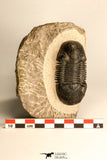 30714 - Top Beautiful 2.70 Inch Paralejurus spatuliformis Devonian Trilobite