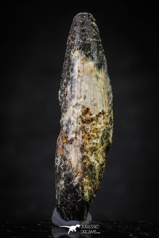 20636 - Well Preserved 2.05 Inch Spinosaurus Dinosaur Tooth Cretaceous