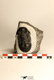 30715 - Nicely Prepared 2.11 Inch Paralejurus spatuliformis Devonian Trilobite