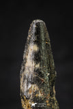 20636 - Well Preserved 2.05 Inch Spinosaurus Dinosaur Tooth Cretaceous