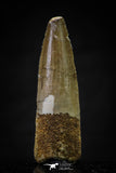 20637 - Well Preserved 1.96 Inch Spinosaurus Dinosaur Tooth Cretaceous