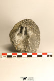 30716 - Partial Prepared 0.94 Inch Spiny Koneprusia dahmani Lower Devonian Trilobite