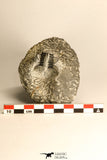 30716 - Partial Prepared 0.94 Inch Spiny Koneprusia dahmani Lower Devonian Trilobite