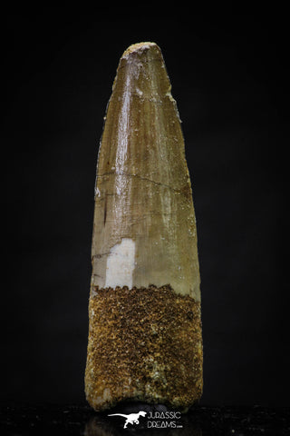 20637 - Well Preserved 1.96 Inch Spinosaurus Dinosaur Tooth Cretaceous