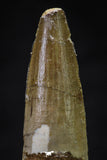 20637 - Well Preserved 1.96 Inch Spinosaurus Dinosaur Tooth Cretaceous