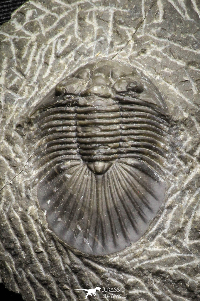 22065 - Top Quality 1.37 Inch Scabriscutellum sp Middle Devonian Trilobite