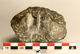 30717 - Partial Prepared 0.93 Inch Spiny Koneprusia dahmani Lower Devonian Trilobite