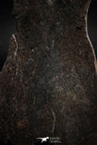 05104 - Beautiful Polished Section NWA Unclassified L-H Type Ordinary Chondrite Meteorite 36.0g