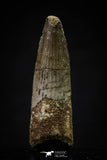 20637 - Well Preserved 1.96 Inch Spinosaurus Dinosaur Tooth Cretaceous