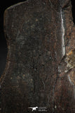 05104 - Beautiful Polished Section NWA Unclassified L-H Type Ordinary Chondrite Meteorite 36.0g