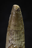 20637 - Well Preserved 1.96 Inch Spinosaurus Dinosaur Tooth Cretaceous