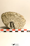 30719 - Partial Prepared 1.11 Inch Spiny Koneprusia dahmani Lower Devonian Trilobite