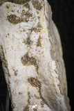 06874 - Top Huge 2.53 Inch Otodus obliquus Shark Vertebra Bone Paleocene