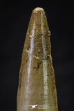 20638 - Well Preserved 2.13 Inch Spinosaurus Dinosaur Tooth Cretaceous