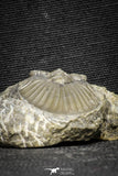 22066 - Top Quality 1.60 Inch Scabriscutellum sp Middle Devonian Trilobite