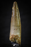 20638 - Well Preserved 2.13 Inch Spinosaurus Dinosaur Tooth Cretaceous